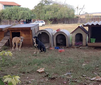 Casinhas de madeira são colocadas em terreno para abrigar cães de rua (Fotos: Patrícia Lisboa/Blog da Pimenta/Direitos Reservados)