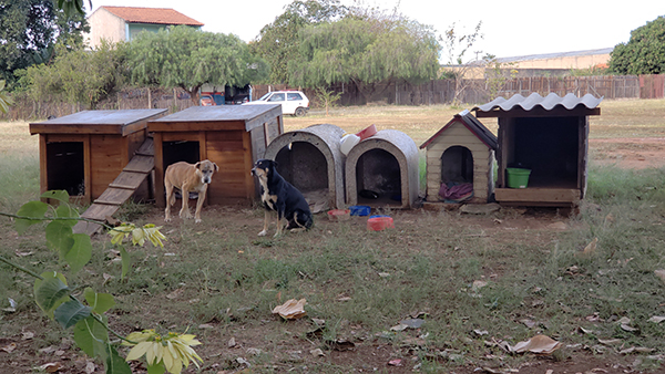 Casinhas de madeira são colocadas em terreno para abrigar cães de rua (Fotos: Patrícia Lisboa/Blog da Pimenta/Direitos Reservados)