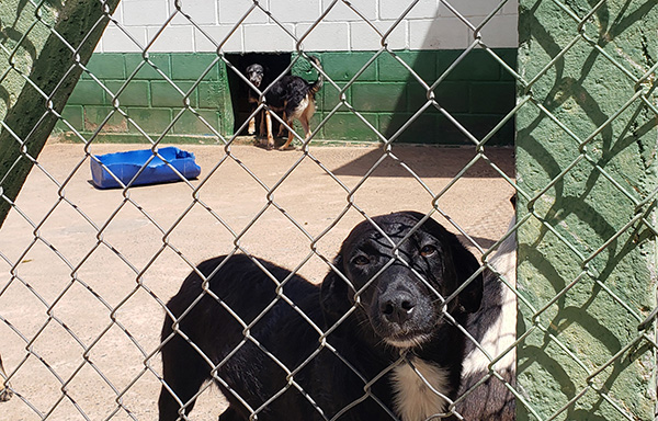 CRA recolhe animais abandonados e vítimas de maus tratos e faz castração gratuita (Foto: Arquivo/Patrícia Lisboa/Dropes)