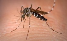 A dengue, a zika e a chikungunya são transmitidas pelo mosquito Aedes aegypti (Foto: Divulgação/Governo do Estado de SP)