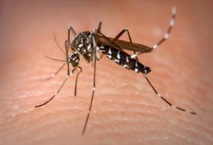 A dengue, a zika e a chikungunya são transmitidas pelo mosquito Aedes aegypti (Foto: Divulgação/Governo do Estado de SP)