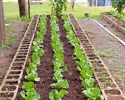 As verduras da horta administrada pelo Cresans são livres de agrotóxicos (Foto: Divulgação)