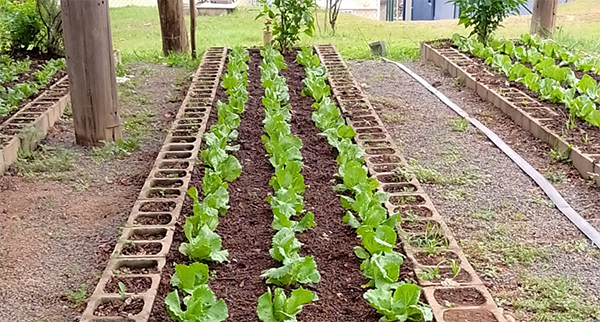 As verduras da horta administrada pelo Cresans são livres de agrotóxicos (Foto: Divulgação)