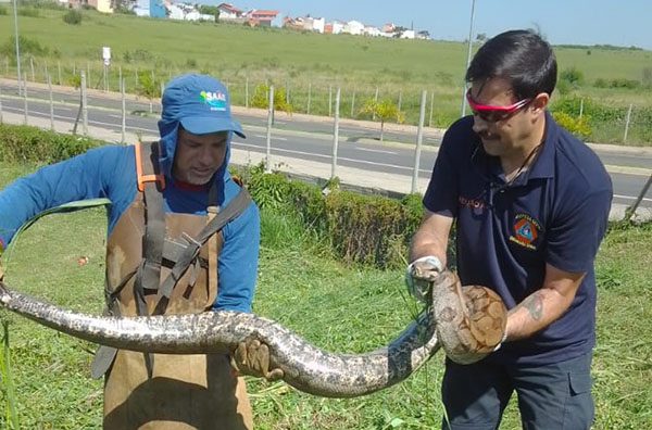 Jiboia de 2,5m foi devolvida à mata no Jardim Esplanada 2, perto da Prefeitura (Foto: RIC/PMI)