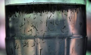 O Aedes aegypti deposita seus ovos em água parada e o mosquito se prolifera (Foto: Arquivo/Agência Brasil)