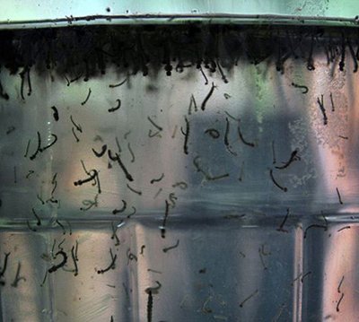O Aedes aegypti deposita seus ovos em água parada e o mosquito se prolifera (Foto: Arquivo/Agência Brasil)