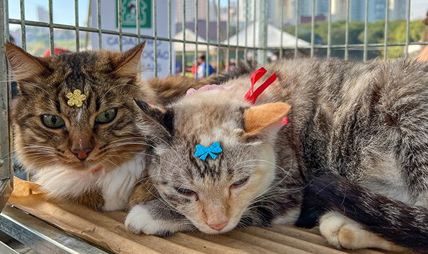 Os animais disponibilizados para adoção são castrados, vacinados e microchipados (Foto: Eliandro Figueira/RIC/PMI)