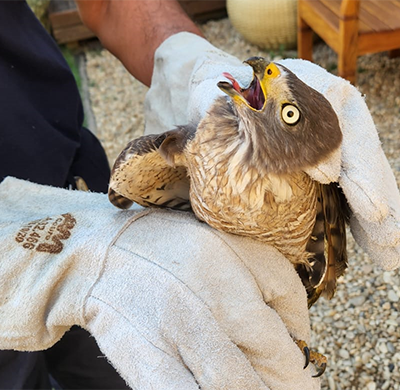 Gavião peregrino resgatado, ferido, em Itaici; ele se recupera para voltar à natureza (Foto: Divulgação)