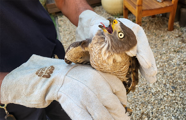 Gavião peregrino resgatado, ferido, em Itaici; ele se recupera para voltar à natureza (Foto: Divulgação)