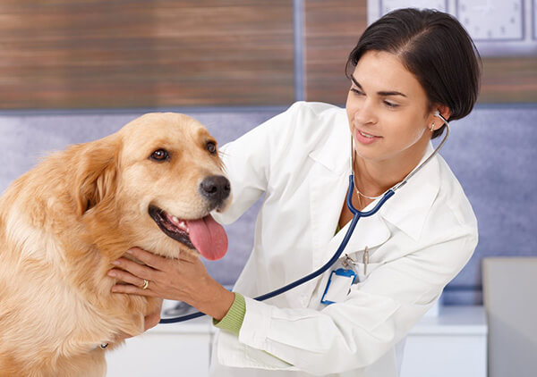 A Leishmaniose pode atingir pessoas e animais, como cães, se não houver controle (Foto: Divulgação/RIC/PMI)