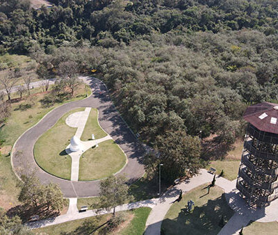 Cambará é uma espécie nativa do Brasil e está preservada no Parque do Mirim (Foto: Arquivo/DCS/Saae)