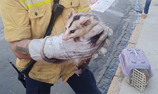 Três saruês, uma cuíca e um gavião foram os bichos encontrados em áreas urbanas
