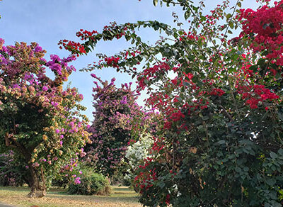 Na Primavera, dá-se início o plantio das principais culturas de verão (Foto: Arquivo/Patrícia Lisboa/Dropes)