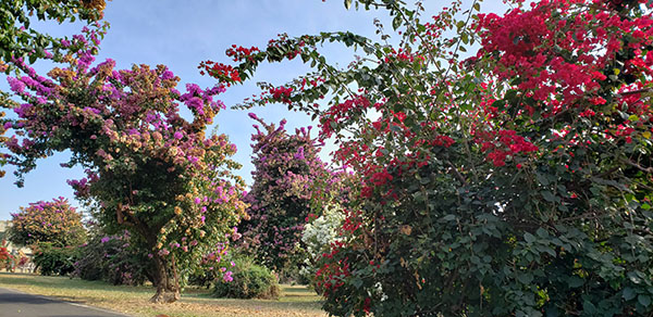 Na Primavera, dá-se início o plantio das principais culturas de verão (Foto: Arquivo/Patrícia Lisboa/Dropes)