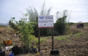 Por meio do projeto do Saae, já foi feito o plantio de quase 10 mil mudas em propriedades rurais para proteção de nascentes (Foto: Divulgação/DCS/Saae)