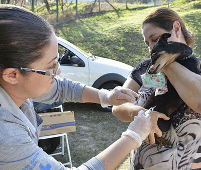 Vacinação de cães e gatos contra a raiva acontece sábado (Foto: Arquivo/Eliandro Figueira/RIC/PMI)