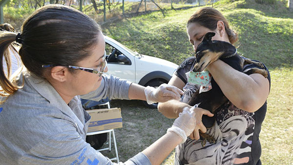 Vacinação de cães e gatos contra a raiva acontece sábado (Foto: Arquivo/Eliandro Figueira/RIC/PMI)