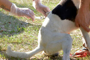 Vacinação contra a raiva animal começa dia 25 deste mês em Indaiatuba (Foto: Arquivo/RIC/PMI)