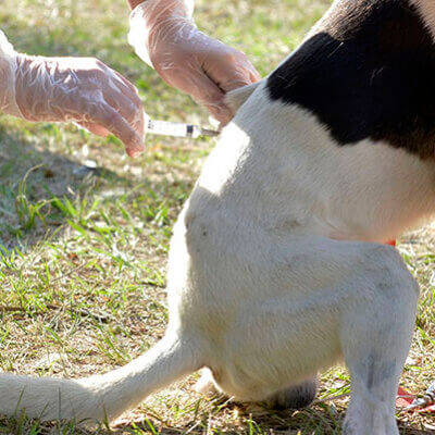 Vacinação contra a raiva animal começa dia 25 deste mês em Indaiatuba (Foto: Arquivo/RIC/PMI)