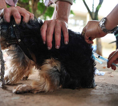 Vacinação antirrábica tem início em Indaiatuba neste sábado (Foto: Marcelo Camargo/Agência Brasil)