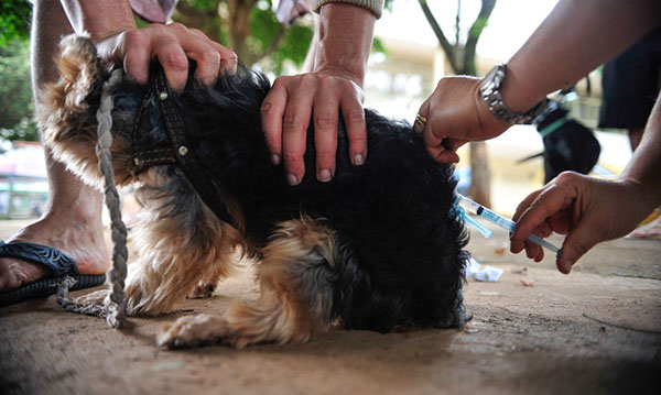 Vacinação antirrábica tem início em Indaiatuba neste sábado (Foto: Marcelo Camargo/Agência Brasil)