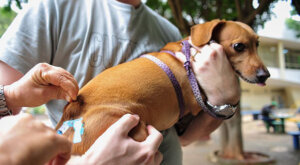 Cães e gatos devem ser vacinados contra a raiva (Foto: Divulgação/DF)