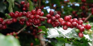 IAC inicia etapa decisiva para produzir café descafeinado (Foto: Governo do Estado de SP)