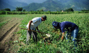 Agricultura familiar é 8ª maior produtora de alimentos do mundo (Foto: Tomaz Silva/Agência Brasil)