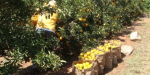 Agronegócio paulista registra superávit de US$ 10 bilhões no primeiro semestre (Foto: Governo do Estado de São Paulo)