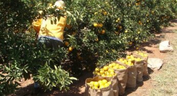 Agronegócio paulista registra superávit de US$ 10 bilhões no primeiro semestre
