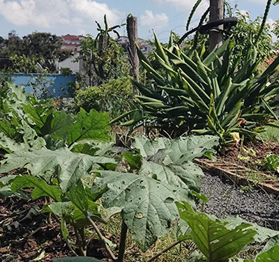 Projeto Horta Solidária é desenvolvido pelo Cresans (Foto: Divulgação/RIC/PMI)