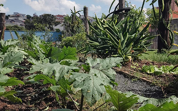 Projeto Horta Solidária é desenvolvido pelo Cresans (Foto: Divulgação/RIC/PMI)