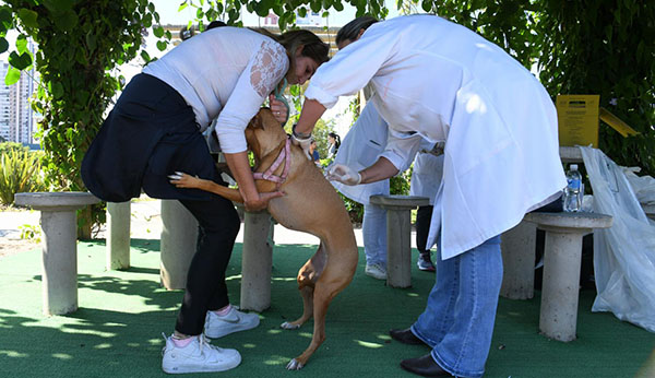 Cães e gatos são vacinados contra a raiva em Indaiatuba (Foto: Eliandro Figueira/RIC/PMI)