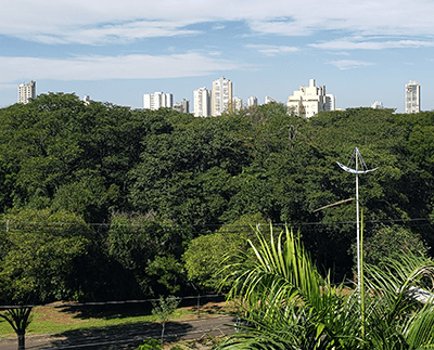 Dia da Árvore é comemorado nesta quinta-feira (Foto: Patrícia Lisboa/Dropes)