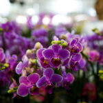 A maioria das espécies de Orquídeas floresce na Primavera (Foto: Marcelo Camargo/Agência Brasil)