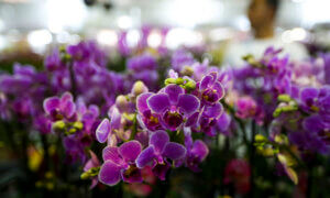 A maioria das espécies de Orquídeas floresce na Primavera (Foto: Marcelo Camargo/Agência Brasil)