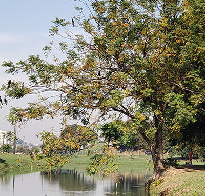 Observação de aves acontece no Parque Ecológico, no trecho próximo à prefeitura (Foto: Patrícia Lisboa/Dropes)