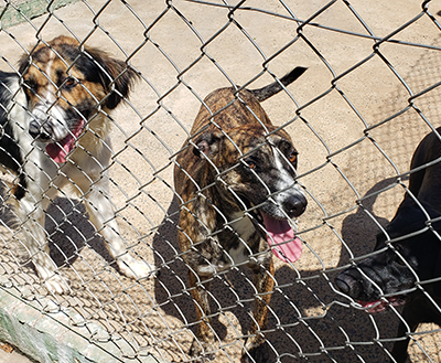 Governo do Estado inicia pesquisa sobre cães e gatos de rua nos municípios (Foto: Arquivo/Patrícia Lisboa/Dropes)