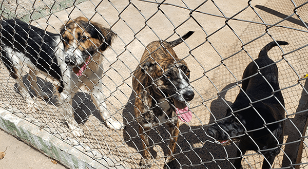 Governo do Estado inicia pesquisa sobre cães e gatos de rua nos municípios (Foto: Arquivo/Patrícia Lisboa/Dropes)