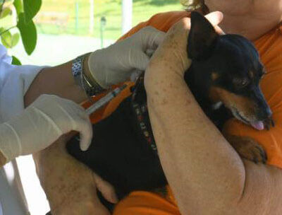 Cães e gatos são vacinados contra a raiva (Foto: Patrícia Lisboa/Dropes)