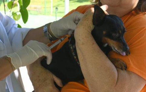 Cães e gatos são vacinados contra a raiva (Foto: Patrícia Lisboa/Dropes)