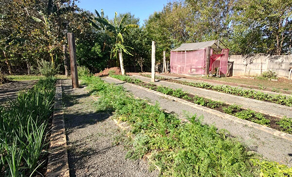 Hortaliças e berinjelas livres de agrotóxicos foram doadas para entidades assistenciais (Foto: Divulgação/PMI)