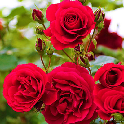 As rosas ainda são as preferidas pelo consumidor para o Dia dos Namorados (Foto: Canva)