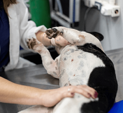 Especialista alerta para a importância do diagnóstico precoce do câncer de mama em pets (Foto: Divulgação)