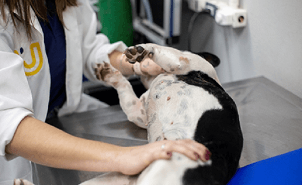 Especialista alerta para a importância do diagnóstico precoce do câncer de mama em pets (Foto: Divulgação)