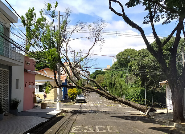 Queda de sibipiruna no bairro Jardim Pau Preto, em Indaiatuba. Árvore com sinais de senescência, morte de ramos e problemas radiculares (Foto: Mauricio Santaliestra)
