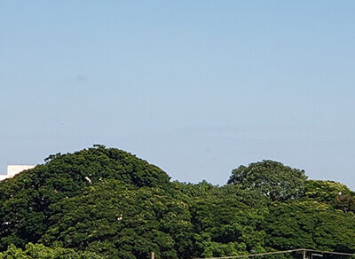 O sol predomina na manhã desta sexta-feira, em Indaiatuba (Foto: Patrícia Lisboa/Dropes)