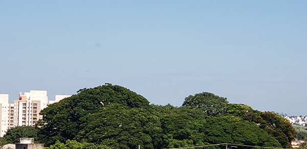 O sol predomina na manhã desta sexta-feira, em Indaiatuba (Foto: Patrícia Lisboa/Dropes)