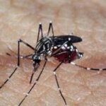 Indaiatuba confirma a nona morte por dengue este ano (Foto: Arquivo/Agência Brasil)