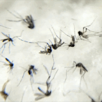 A dengue, a zika e a chikungunya são transmitidas pelo mosquito Aedes aegypti (Foto: Arquivo/Agência Brasil)